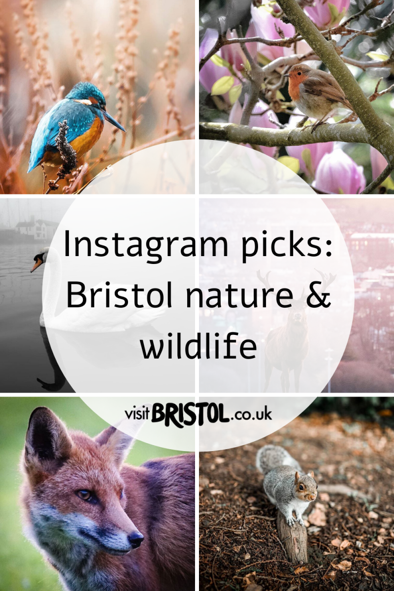Instagram picks: Bristol nature & wildlife